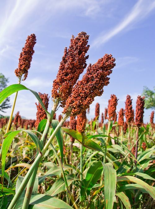 Himachal’s Forgotten Grains 59531cbea1de28dd651ceb135538b6d4